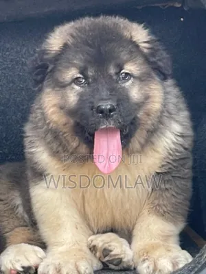 1-3 months Male Purebred Caucasian Shepherd
