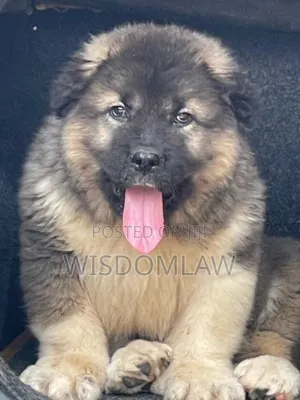 1-3 months Male Purebred Caucasian Shepherd
