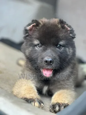 1-3 months Male Purebred Caucasian Shepherd