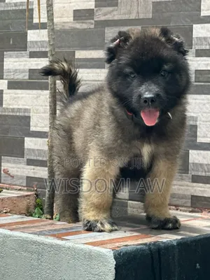 1-3 months Male Purebred Caucasian Shepherd