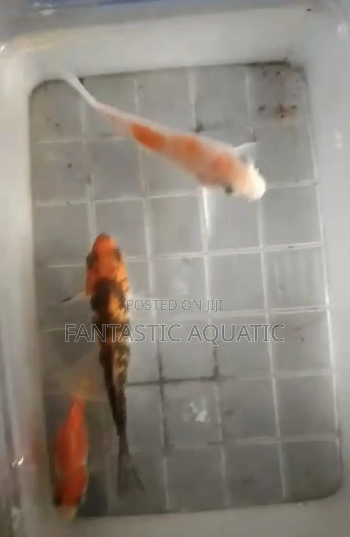 Koi Fishes 10cm