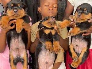 0-1 month Female Purebred Rottweiler
