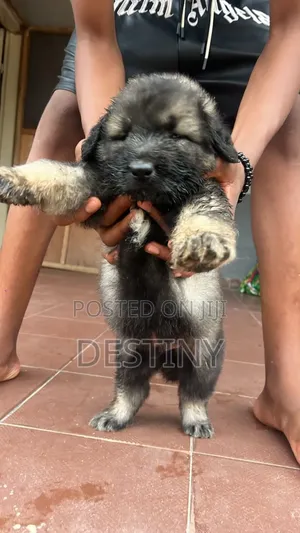 0-1 month Male Purebred Caucasian Shepherd