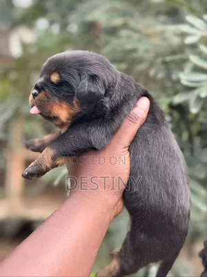 0-1 month Male Purebred Rottweiler
