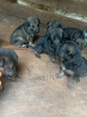 1-3 months Female Purebred German Shepherd