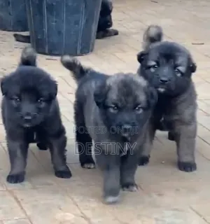 1-3 months Male Purebred Caucasian Shepherd