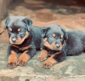 1-3 months Male Purebred Rottweiler