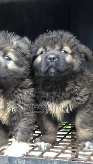 1-3 months Male Purebred Caucasian Shepherd