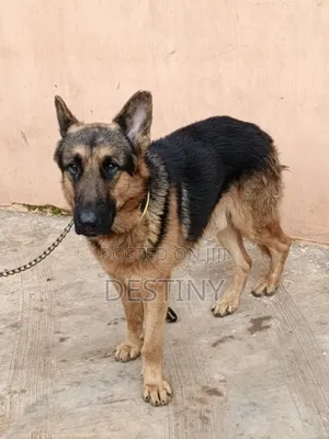 1+ year Male Purebred German Shepherd
