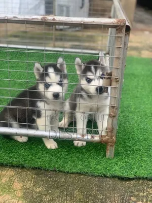 1-3 months Female Purebred Siberian Husky