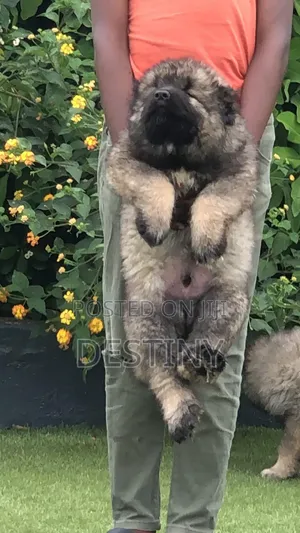 1-3 months Female Purebred Caucasian Shepherd