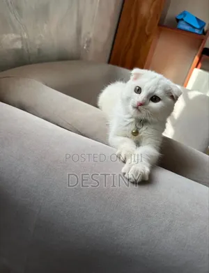 1-3 months Female Purebred American Shorthair