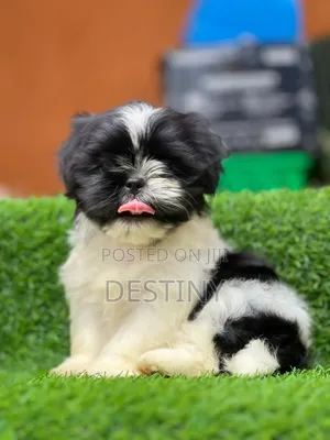 1-3 months Male Purebred Shih Tzu