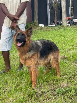 1+ year Male Purebred German Shepherd