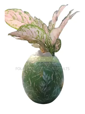 Omolara Flower Pot With Aglomaena Pink or Other Plants Available.