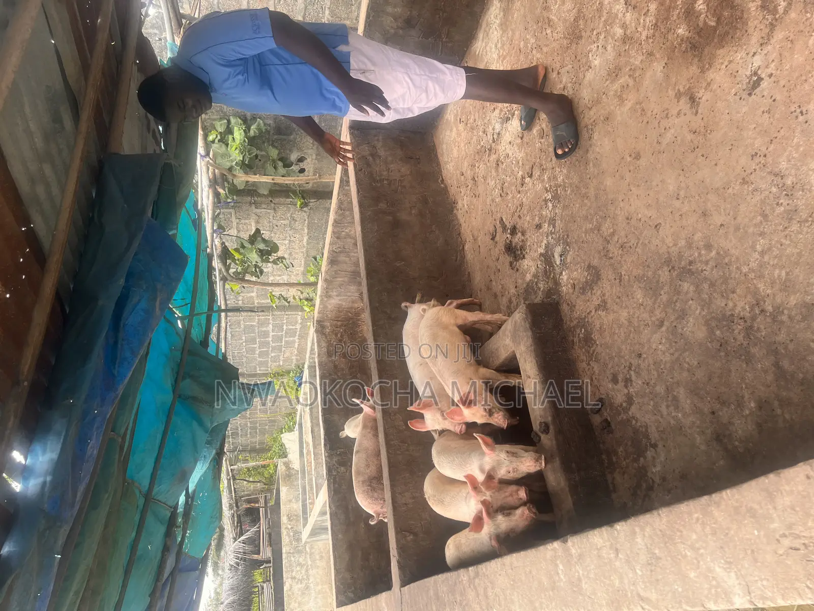Start Your Pig Farming Journey With Expert Consultation