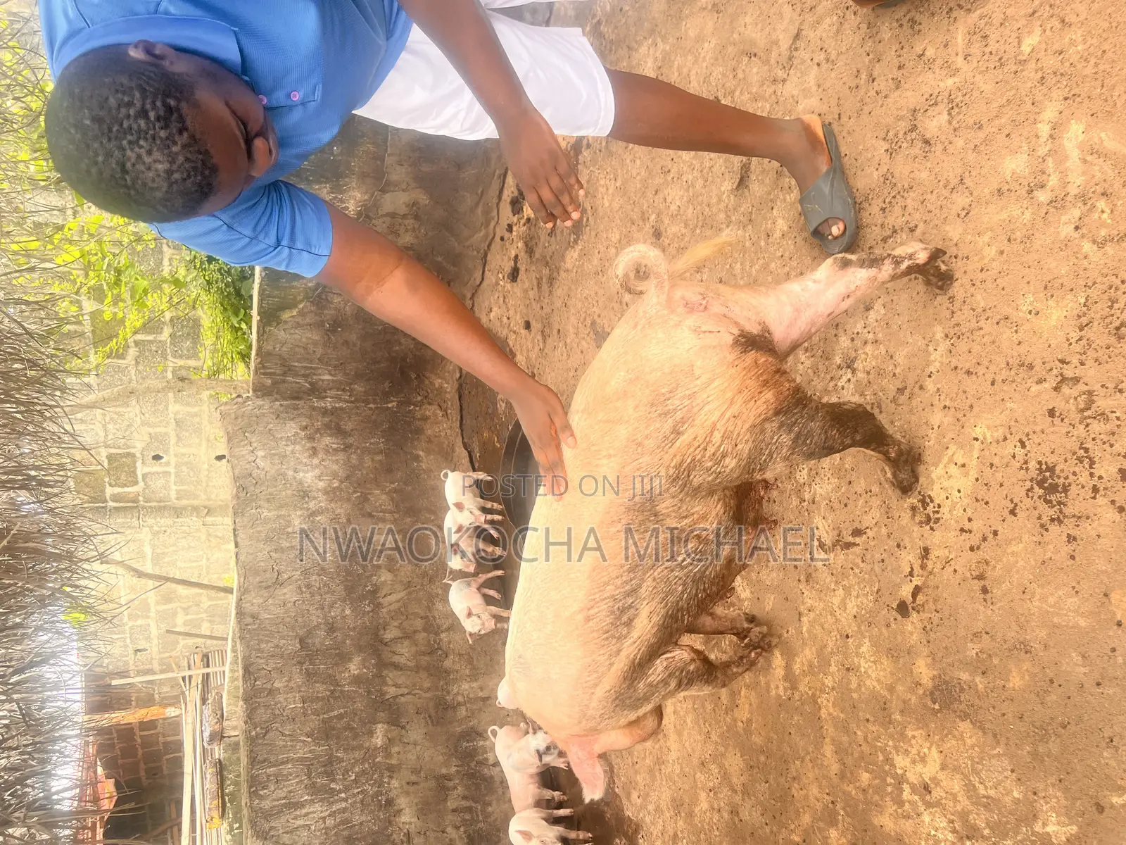 Start Your Pig Farming Journey With Expert Consultation