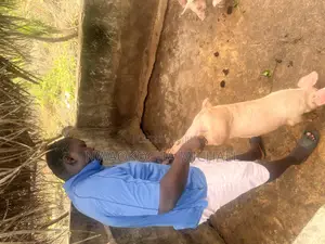 Start Your Pig Farming Journey With Expert Consultation