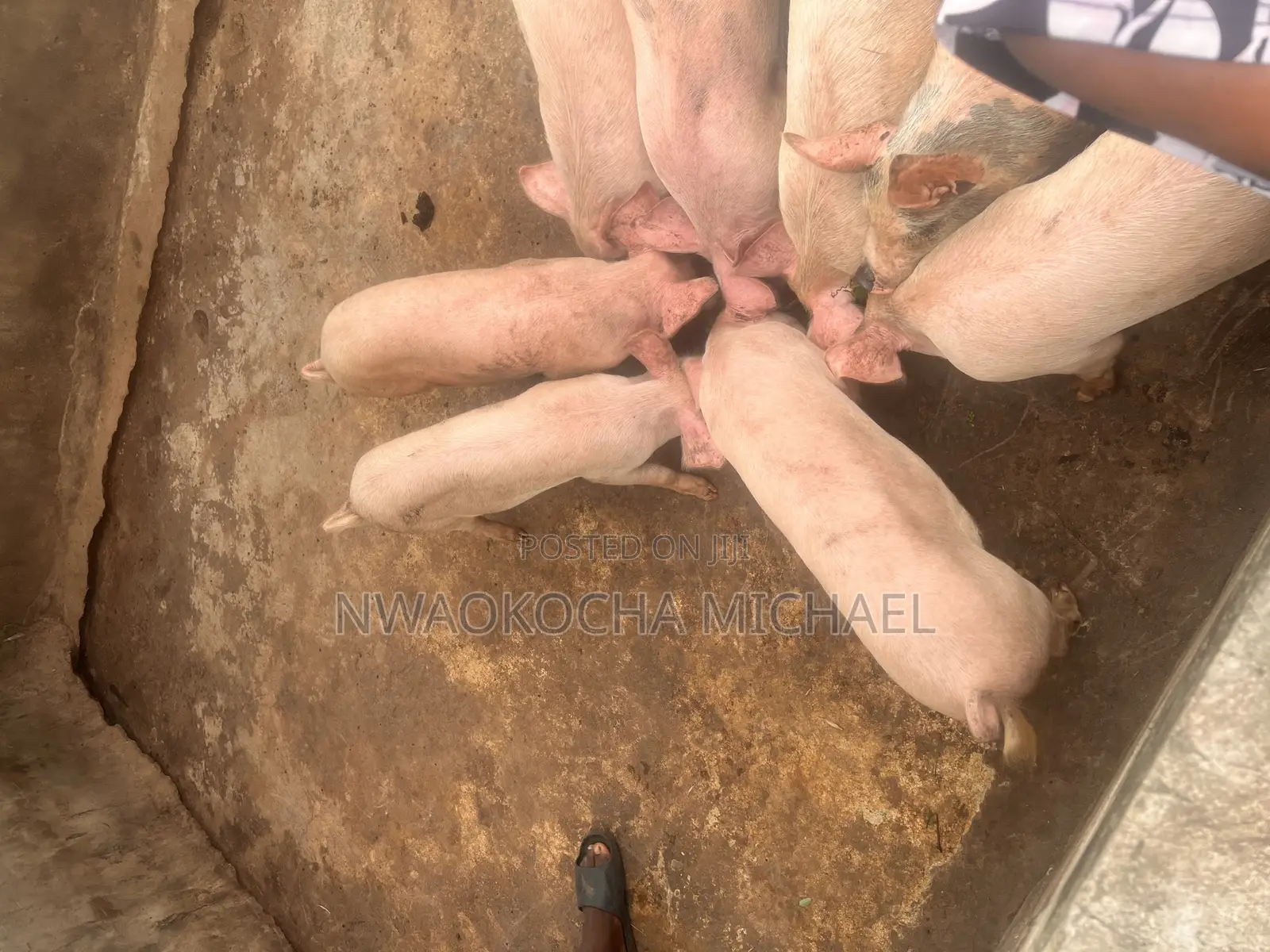 Start Your Pig Farming Journey With Expert Consultation