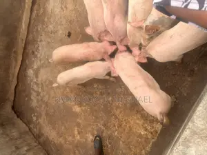 Start Your Pig Farming Journey With Expert Consultation