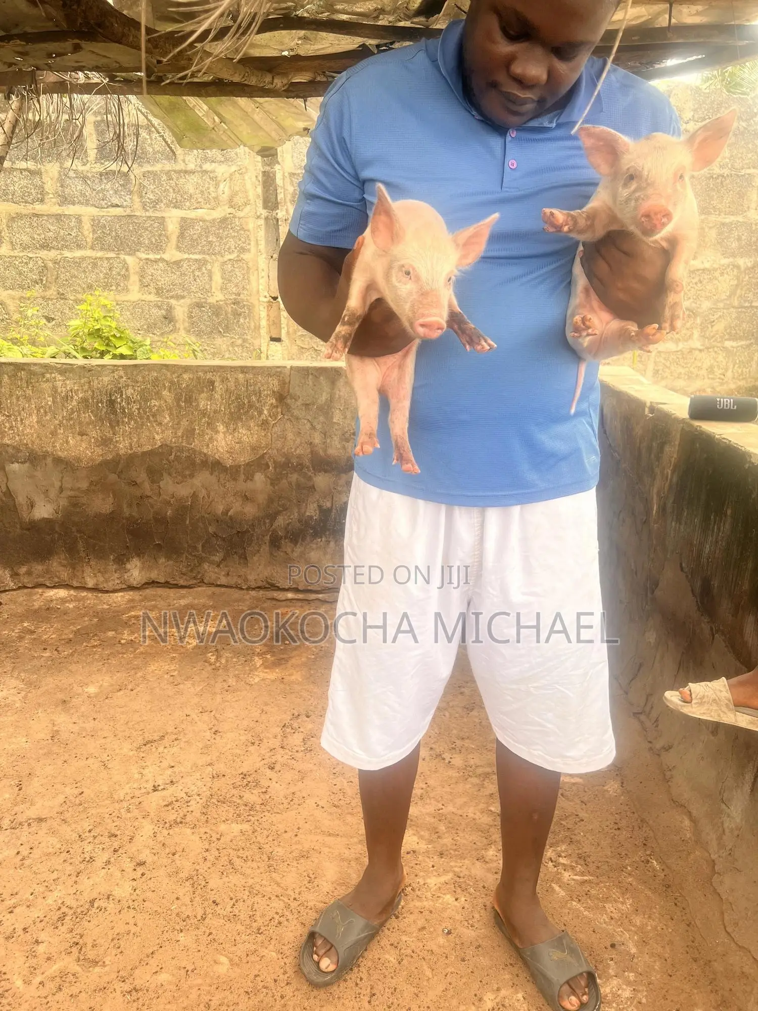 Start Your Pig Farming Journey With Expert Consultation