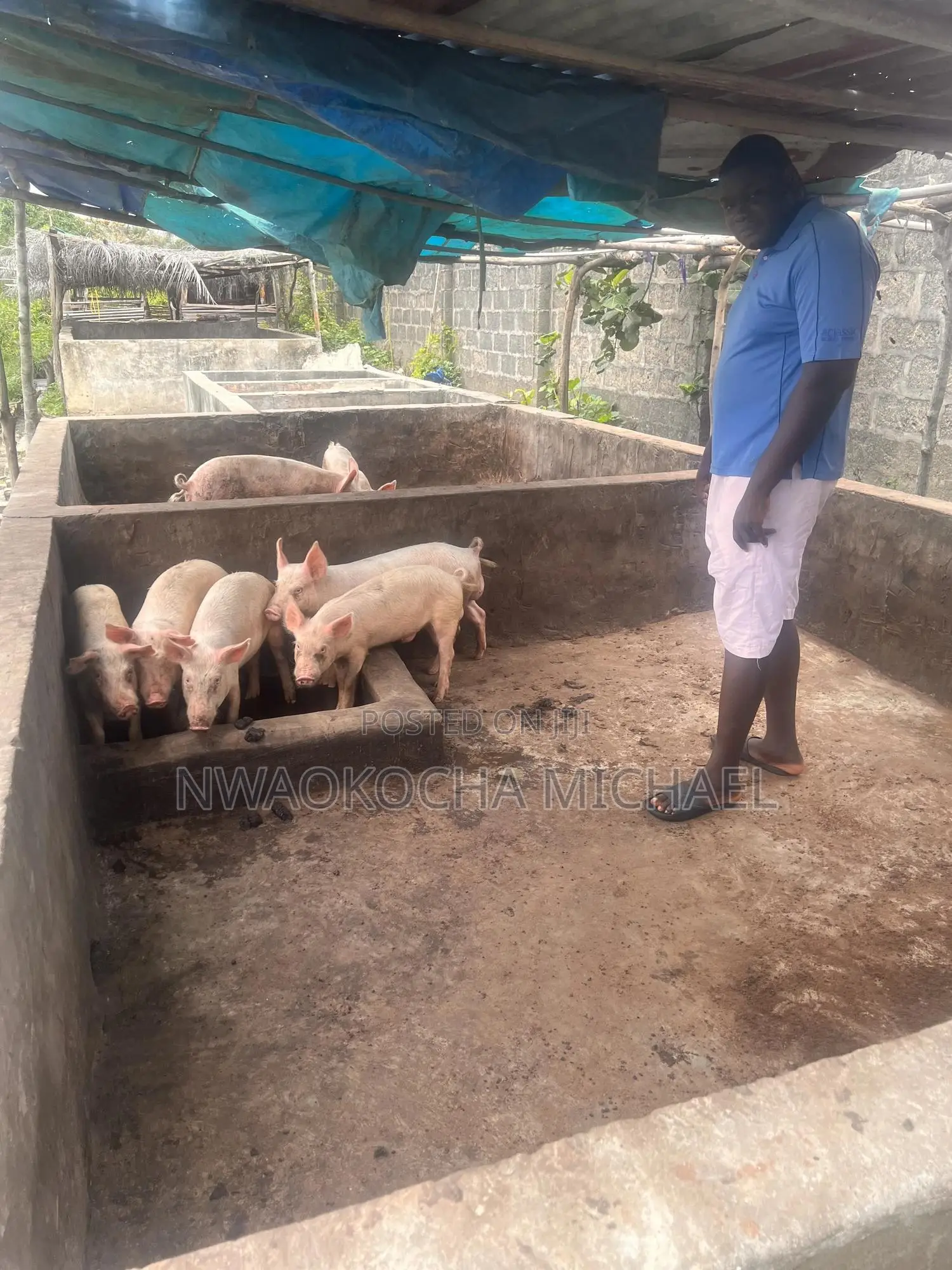 Start Your Pig Farming Journey With Expert Consultation