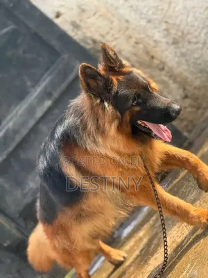 1+ year Male Purebred German Shepherd