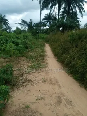 Buy 2 Acre (12) Plots, and Get 170 Palm Pree Planted for You