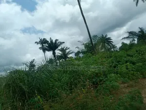 Buy 2 Acre (12) Plots, and Get 170 Palm Pree Planted for You