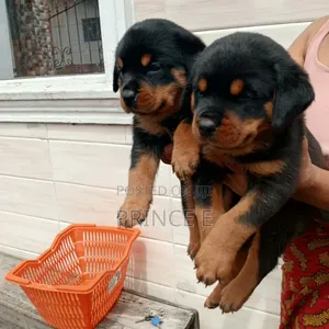 1-3 months Male Purebred Rottweiler