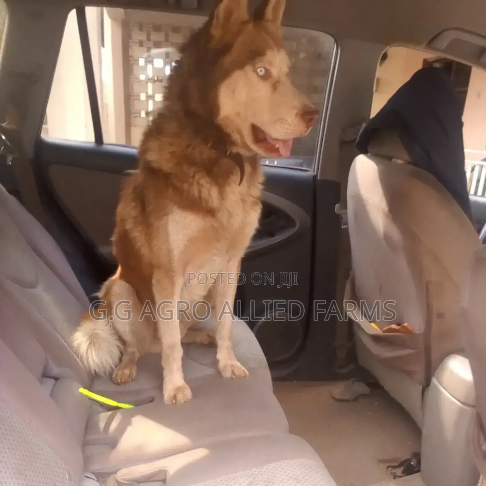 Pet Grooming, Fumigation Tick Bath