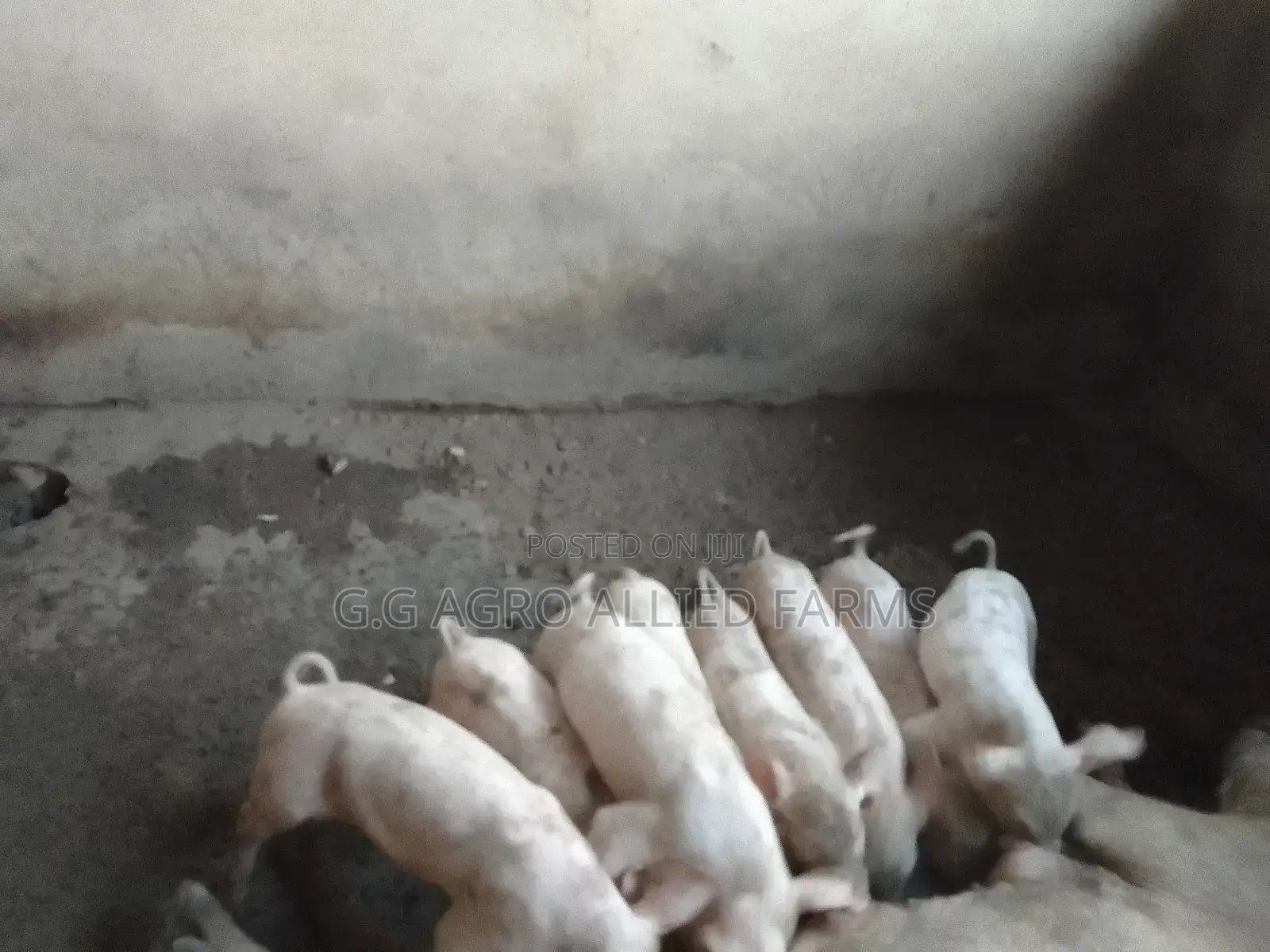 Pet Grooming, Fumigation Tick Bath
