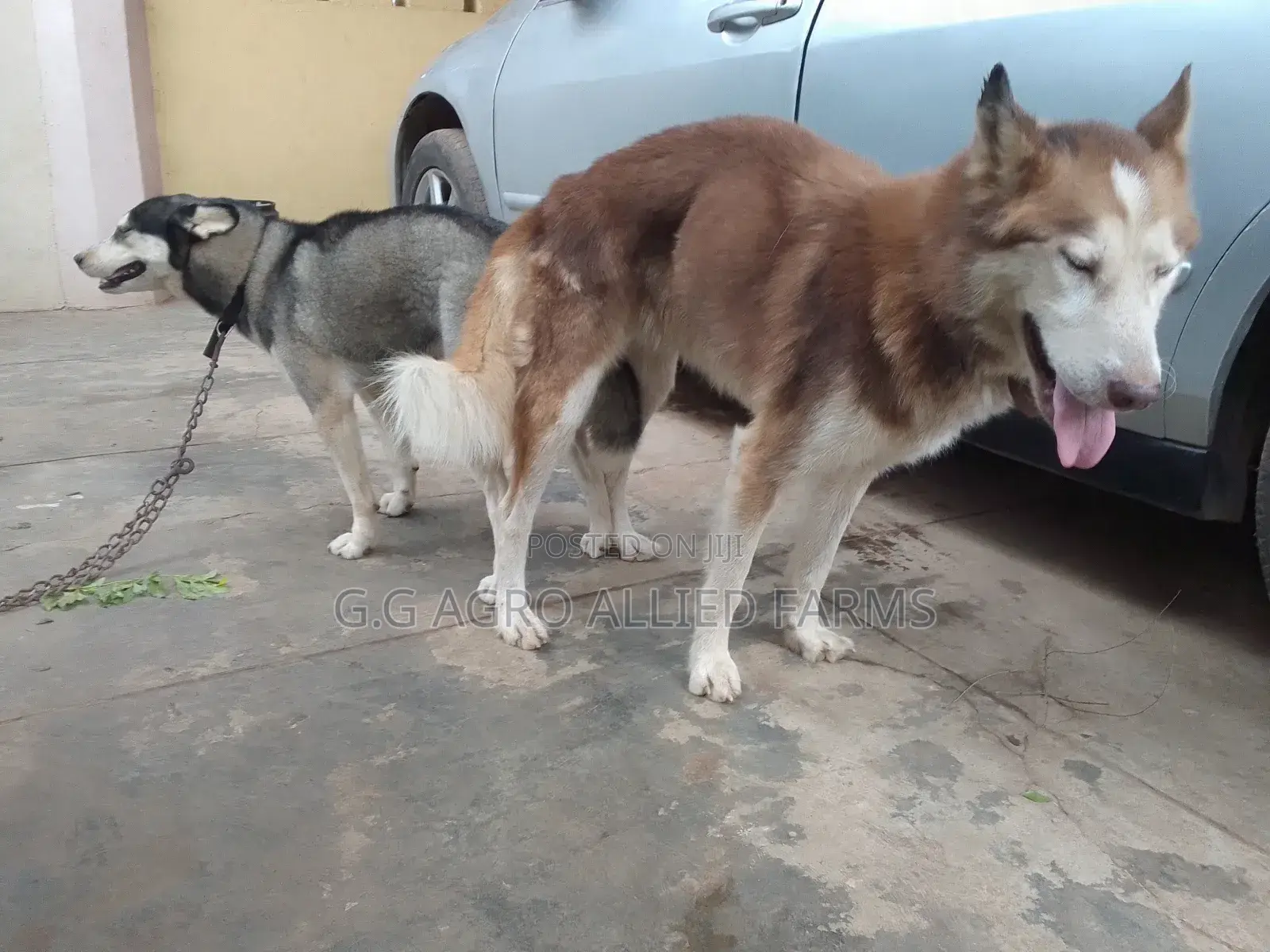 Pet Grooming, Fumigation Tick Bath