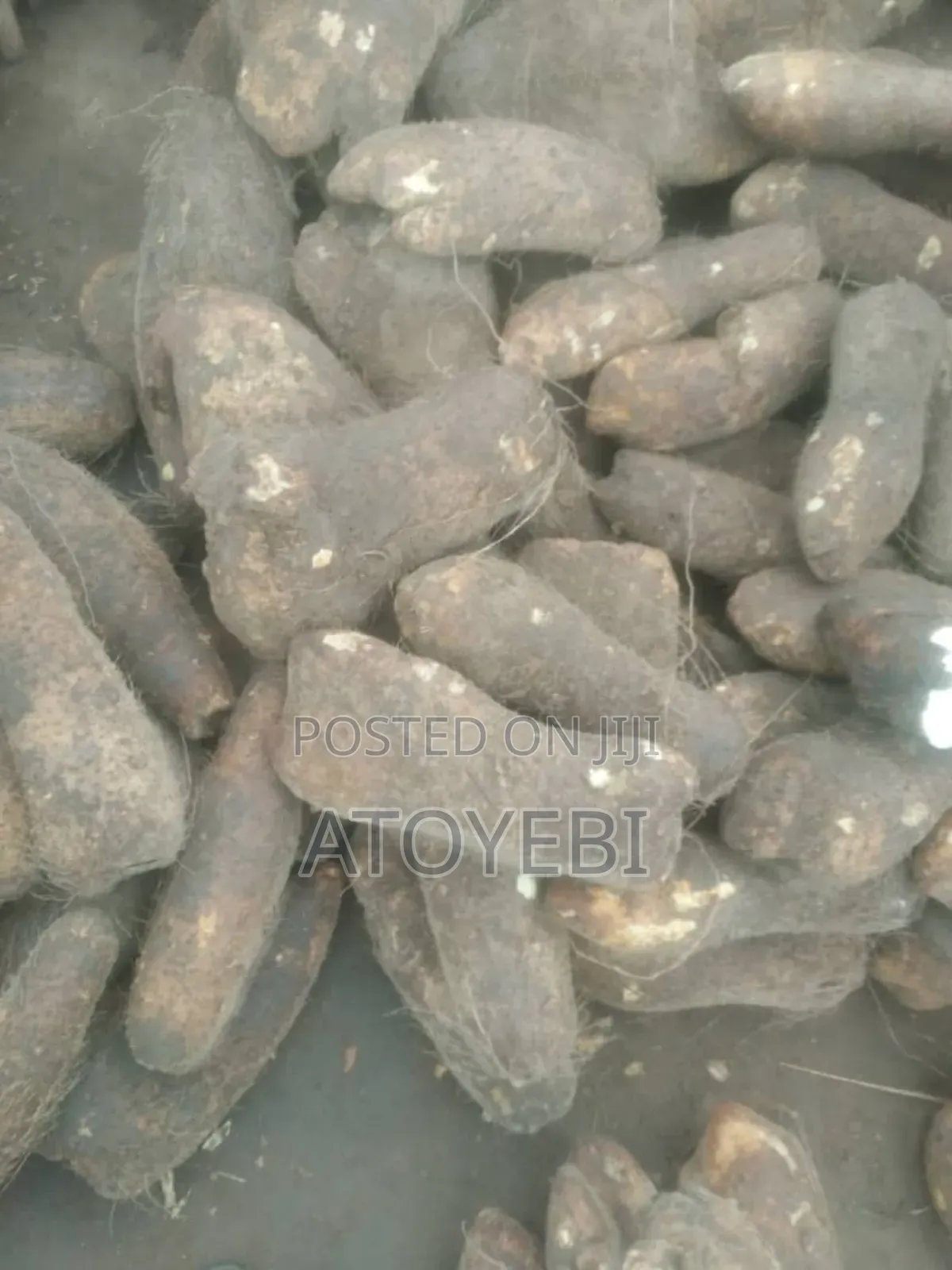Buy Your Sweet Orem Yam