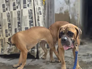 1-3 months Female Purebred Boerboel