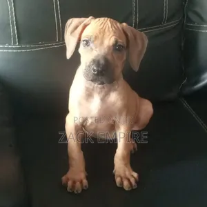 1-3 months Female Purebred Boerboel