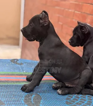 1-3 months Male Purebred Cane Corso