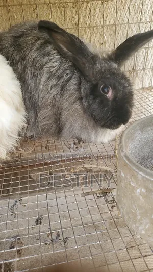 Rabbits Available
