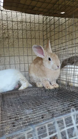 Rabbits Available