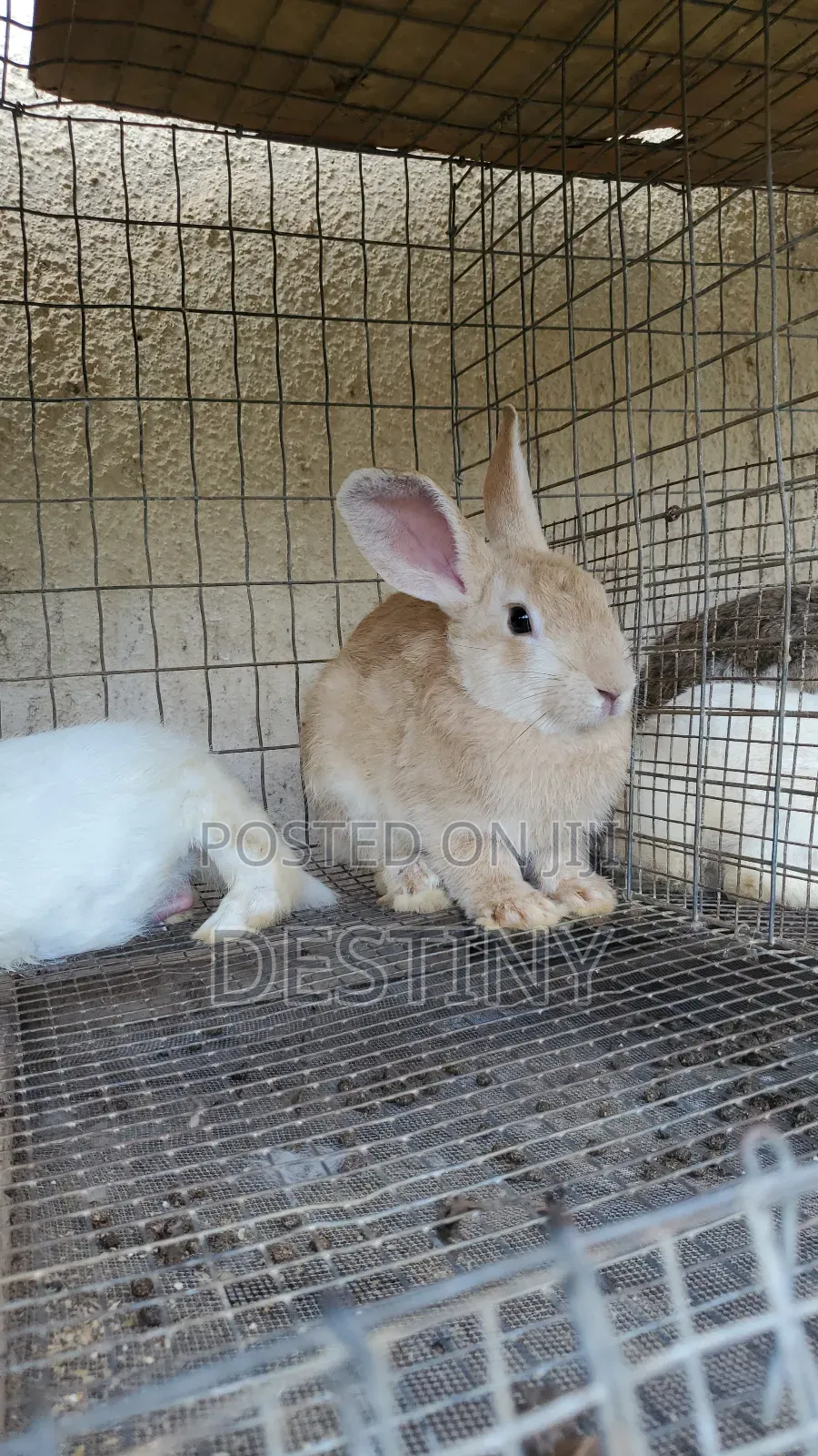 Rabbits Available