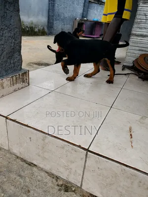1-3 months Female Purebred Rottweiler
