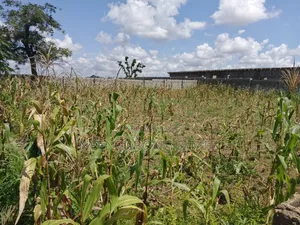 1000sqm Virgin Land for Sale