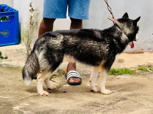 1+ year Male Purebred Siberian Husky