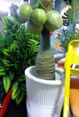 Decor Artificial Flower Coconut Tree