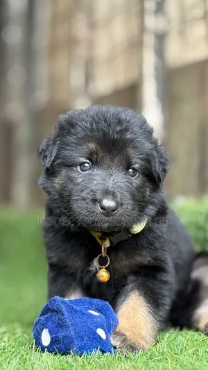 1-3 months Female Purebred German Shepherd