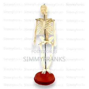 Miniature Human Skeleton Model