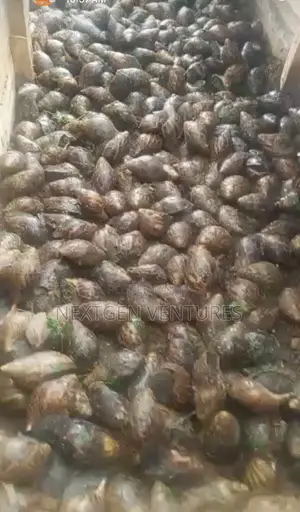 Snail for Sale Large Quantity
