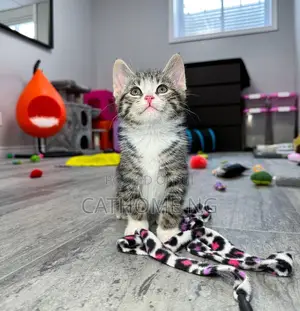 1-3 months Female Purebred American Shorthair