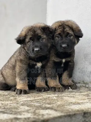 1-3 months Male Purebred Caucasian Shepherd