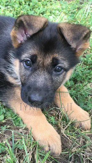 1-3 months Male Purebred German Shepherd